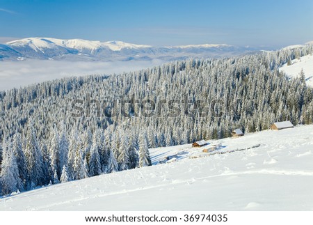 winter calm mountain landscape with some snow covered stems on forefront  and sheds group behind  (view from Bukovel ski resort (Ukraine) to Svydovets ridge)