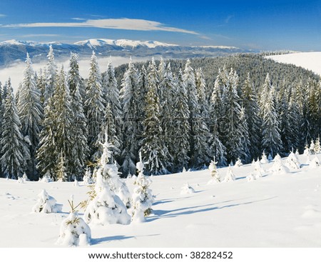 Winter calm mountain landscape with rime and snow covered spruce trees (view from Bukovel ski resort, Ukraine). Three shots stitch image.