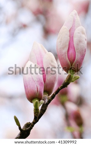 magnolia tree blossom. magnolia-tree (on lossom