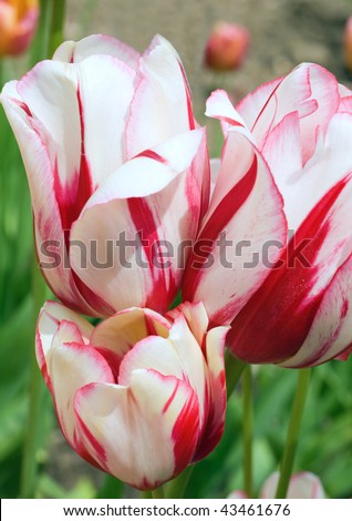 Spring holiday red-white tulip flowers on flower-bed (nature background)