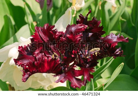 Spring holiday purple tulip flowers on flower-bed (nature background)