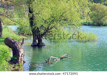 beautiful lake and spring tree in water