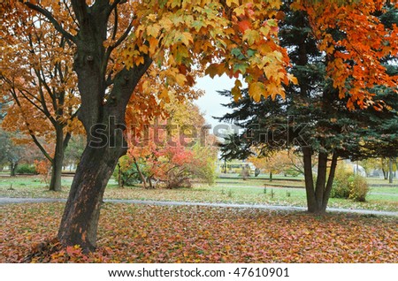 Golden autumn city park  (with big maple tree on front)