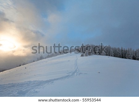winter evening  calm mountain landscape with fir trees  on slope (Kukol Mount, Carpathian Mountains, Ukraine)