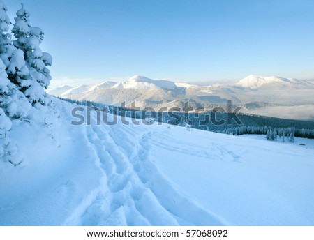 Sunrise and winter rime and snow covered fir trees on mountainside (Carpathian Mountains, Ukraine)