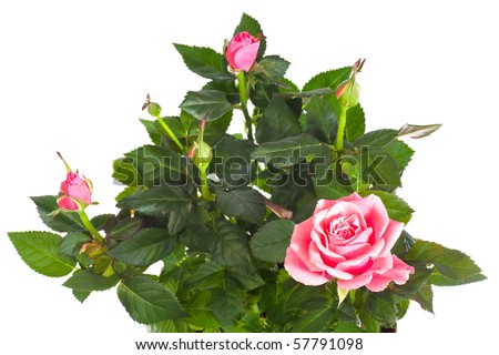 beautiful white rose flowers. of eautiful rose flowers
