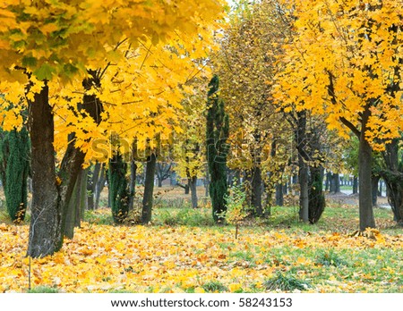 Golden autumn city park  (with big yellow maple tree on front)