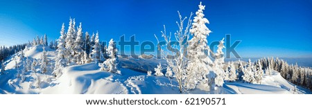 Morning winter calm mountain landscape with fir trees on slope (Carpathian Mountains, Ukraine). Four shots stitch image.