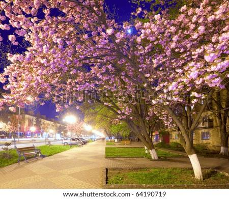 japanese cherry tree blossoms. with japanese cherry tree