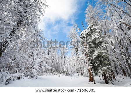 Snowbound winter earthroad through beautiful  mountain snow covered forest (wide-angle perspective view)