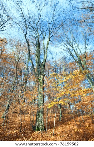Sunny autumn mountain forest on mountainside (wide-angle perspective view).