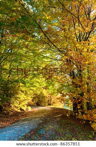 Autumn mountain dirty road and beautiful October beech forest (Carpathian, Ukraine).