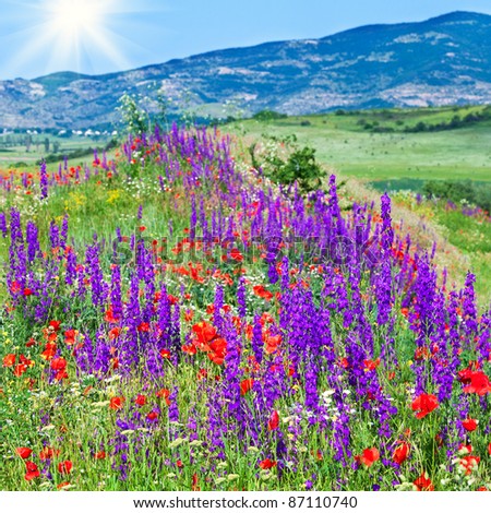 Beautiful summer mountain landscape with red poppy, white camomile and purple flowers (and sunshine)