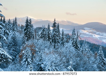 winter sunset mountain landscape with rime and snow covered spruce trees  (Carpathian, Ukraine)