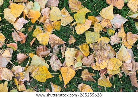 Fallen tree leaves on green grass close up