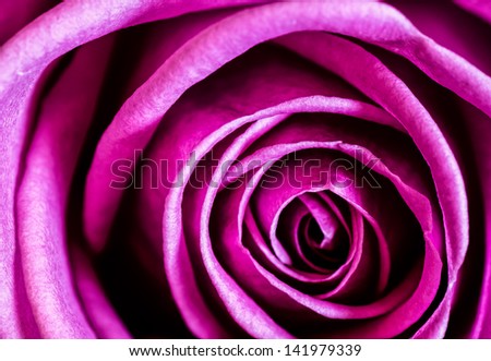 A beautiful English pink rose in glorious stunning detail
