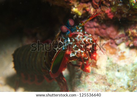Peacock Mantis Shrimp, Odontodactylus scyllarus