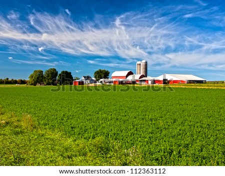 American Country Farm With Soybean Plants And Blue Sky