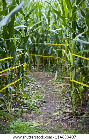 Traditional corn maze path in rural america