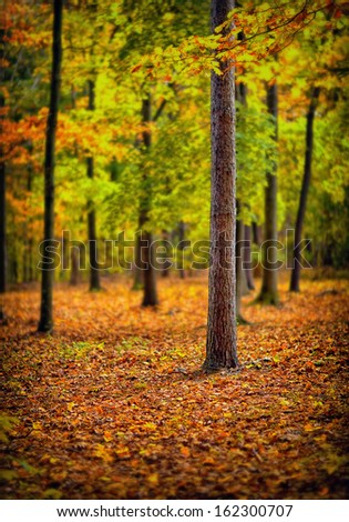 Lonely beautiful autumn tree. Autumn Landscape.
