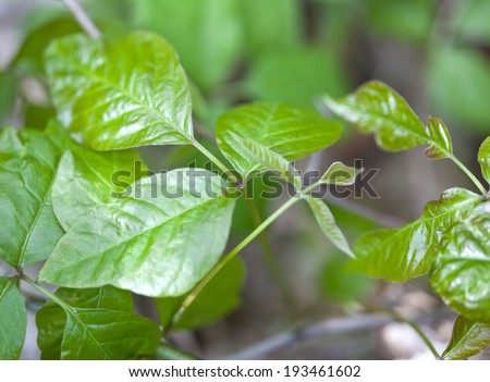 Close up detail of poison ivy in a natural setting