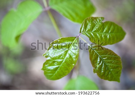 Close up detail of poison ivy in a natural setting