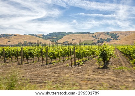 Motion blur moving past Californian vineyard and rows of vines