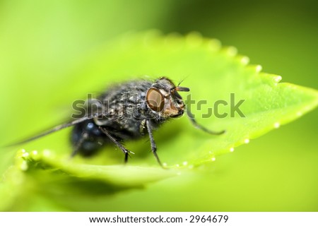 Extreme close-up of a fly on a leaf