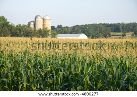 Maize field with silo and farm in distance
