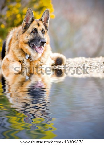 German shepherd dog lying down in water