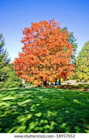 Beautiful bright red fall tree in sunlight against blue sky