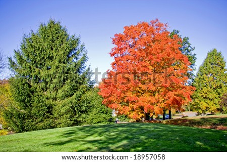 Beautiful bright red fall tree in sunlight against blue sky