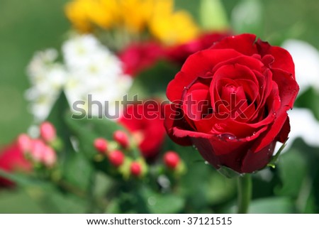 Beautiful red rose bouquet background