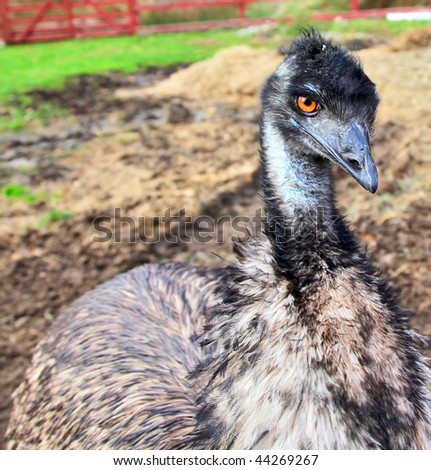 Side view portrait of an emu