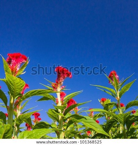 plumed cockscomb flowers in garden with blue sky