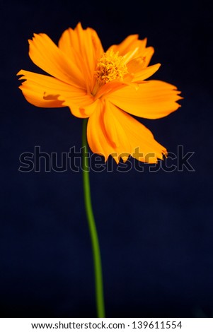 Orange Cosmos flower on black background