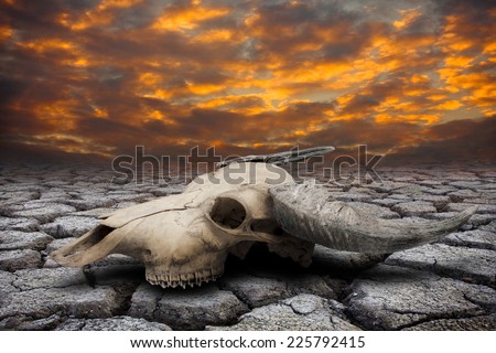 Buffalo skull in drought disaster land