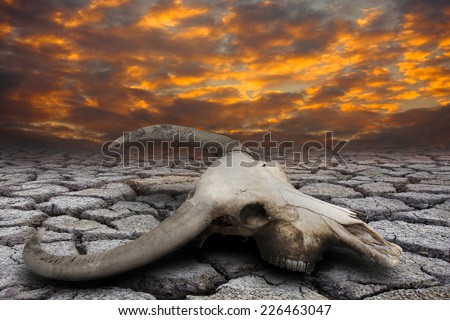 Buffalo skull in drought disaster land