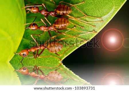 red ants team work in building home