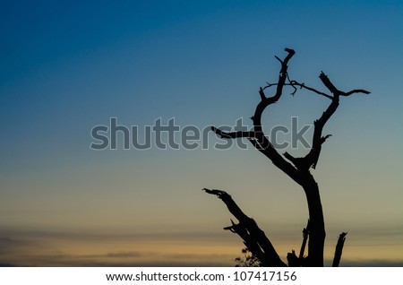 Tree silhouette and sky in the nature