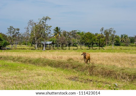 Meadow and cow in rustic city in Thailand
