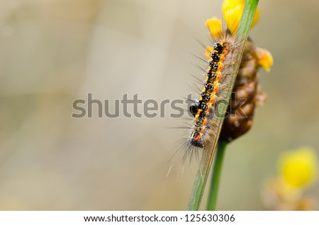 Yellow and black spotted worm in the nature