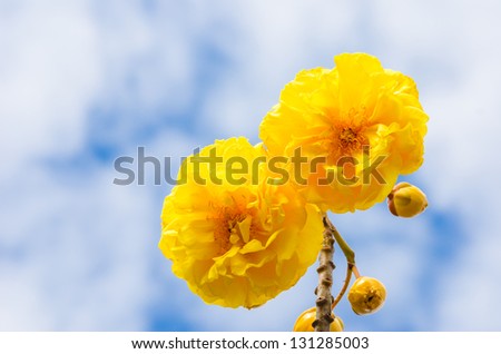 Yellow Silk Cotton or Cochlospermum regium flower and sky