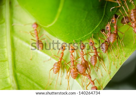 red ant teamwork on green leaf building home