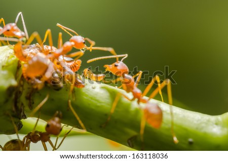 Red ant and aphid on the leaf in the nature