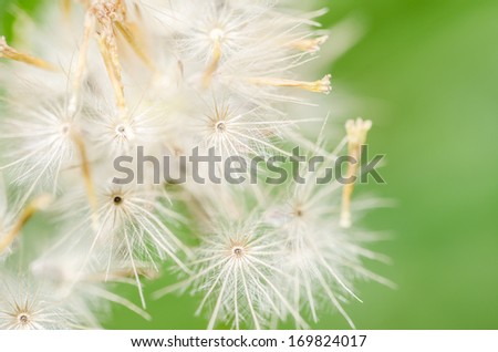 Grass bloom plant in the green nature or in the garden