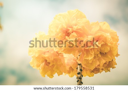 Yellow Silk Cotton or Cochlospermum regium flower and sky