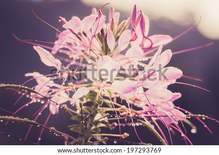 Cleome hassleriana or spider flower or spider plant in the garden or nature park