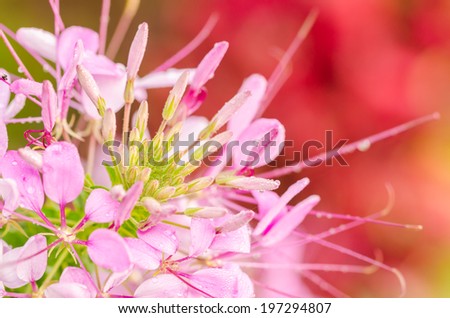 Cleome hassleriana or spider flower or spider plant in the garden or nature park
