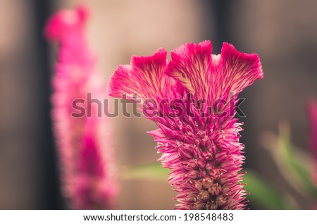 Celosia or Wool flowers or Cockscomb flower in the garden or nature park vintage